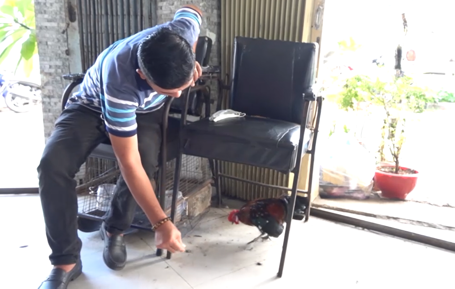 Khách đến cắt tóc trong lúc đợi có chú gà tre để vui đùa.