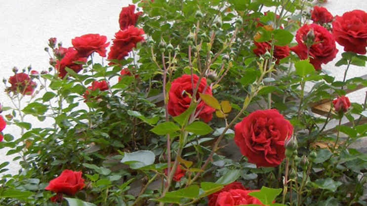 Trồng hoa hồng sợ nhất mọc ra thứ này, thấy thì nhanh tay cắt đi, để lâu hoa không nở