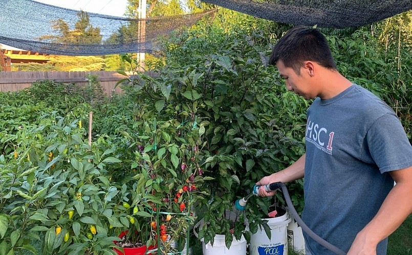 Anh Thanh Nhân chăm sóc các chậu ớt trong vườn của gia đình tại Mỹ.