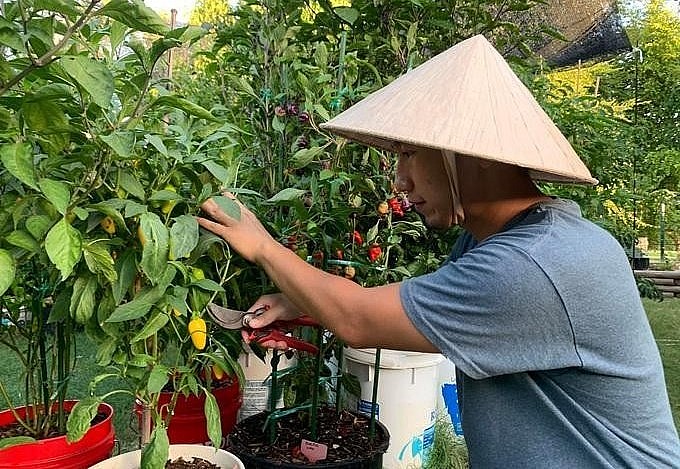 Niềm vui mỗi ngày của anh Nhân là được chăm sóc khu vườn ớt đặc biệt của mình.