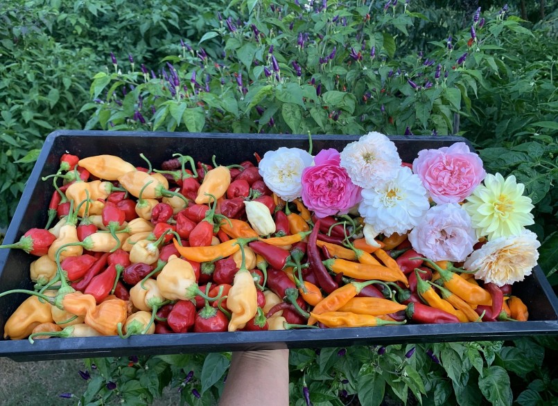 Nhân cho hay bây giờ đã có nhiều giống ớt, lên tới hơn 2.000 giống để trồng dần qua các mùa.