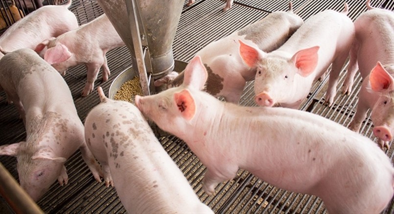 Giá heo hơi hôm nay (02/4) tiếp tục giảm sâu khiến người chăn nuôi thua lỗ.