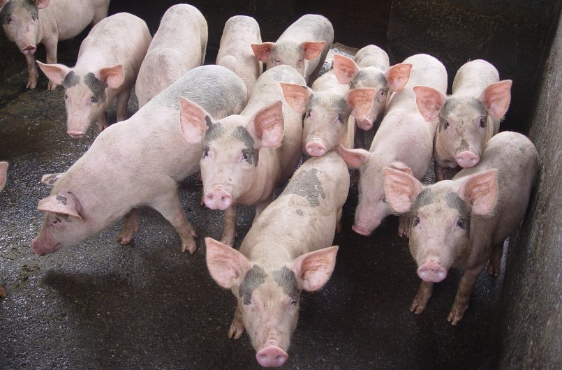 Giá heo hơi hôm nay (02/4) khép lại một tuần ảm đạm khi giá heo hơi liên tục biến động theo hướng giảm về sát đáy 48.000 đồng/kg. 