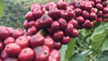 Giá nông sản hôm nay (02/4) cà phê giảm 200 đồng/kg, hồ tiêu kỳ vọng những đột phá mới