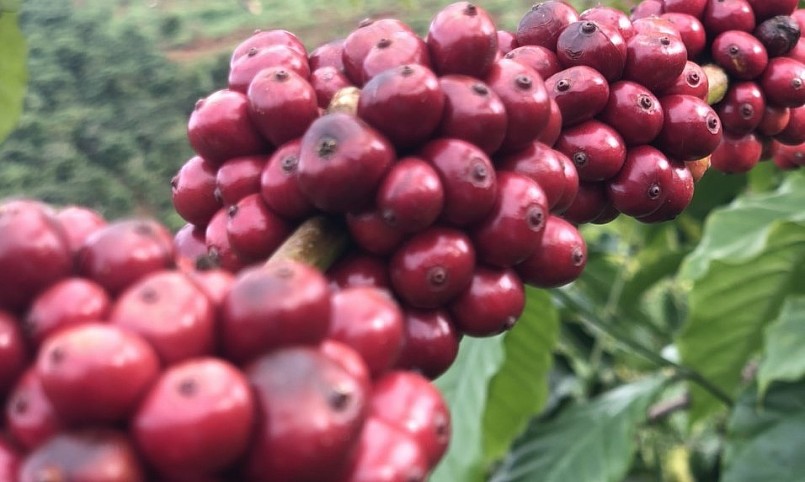 Giá nông sản hôm nay (02/4), giá cà phê tuần qua đà giảm làm chủ đạo, kết thúc phiên cuối tuần giảm 200 đồng/kg, hiện dao động trong khoảng 48.100 - 48.500 đồng/kg.