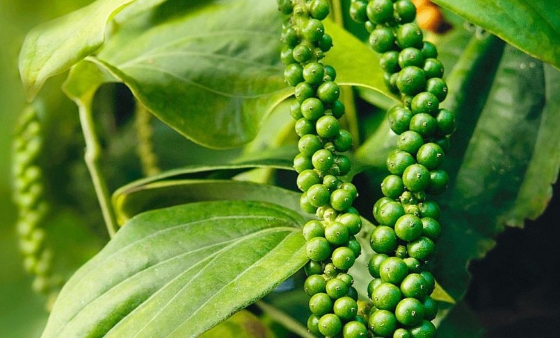 Giá nông sản hôm nay (02/4) vẫn còn nhiều triển vọng để giá tiêu khởi sắc.