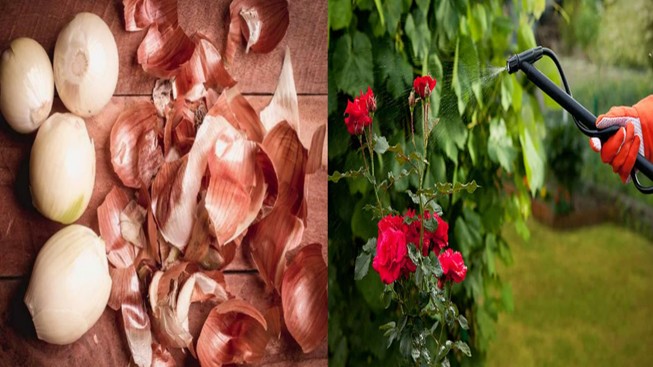 Chỉ cần một củ hành tây, cây trong nhà sum suê tươi tốt, hoa nở căng cánh