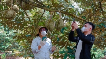 Điểm nghẽn cấp mã số vùng trồng khiến 1 triệu tấn sầu riêng loay hoay trên thị trường nội địa