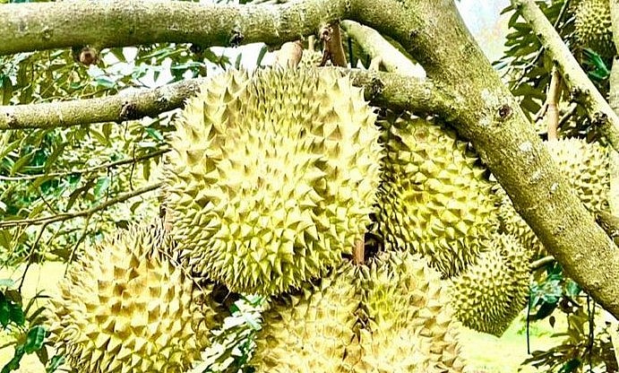 Việc chậm trễ trong cấp mã số vùng trồng sầu riêng khiến sầu riêng Việt Nam khó khăn trong xuất khẩu sang Trung Quốc.