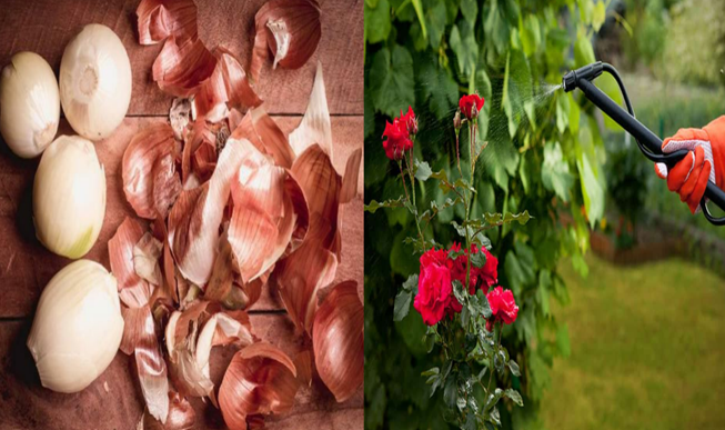 Chỉ cần một củ hành tây, cây trong nhà sum suê tươi tốt, hoa nở căng cánh