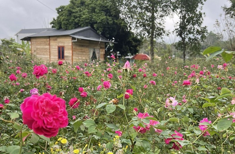 Ngôi nhà của cặp vọ chồng trẻ nằm giữa rừng hoa hồng.