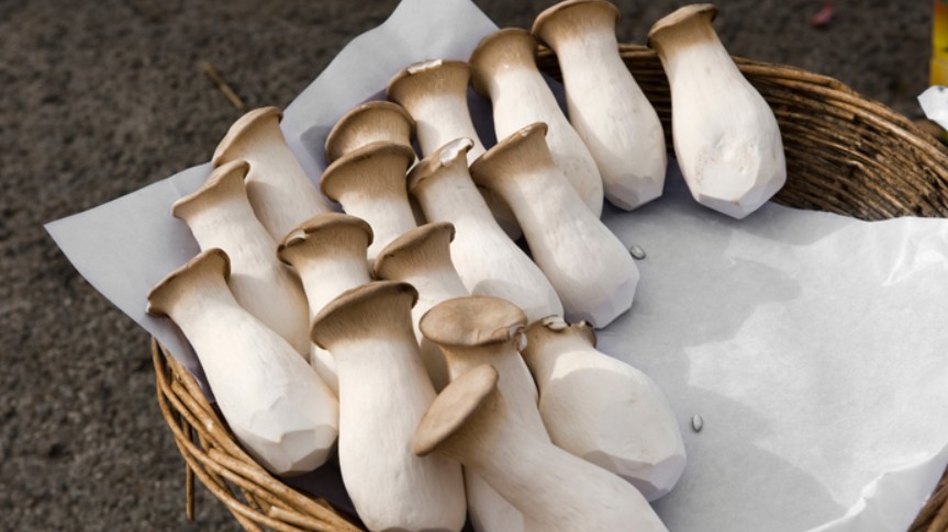 Mua nấm đùi gà chớ dại mà nhìn to nhỏ, nhớ kỹ 5 điểm này sẽ chọn được nấm tươi ngon