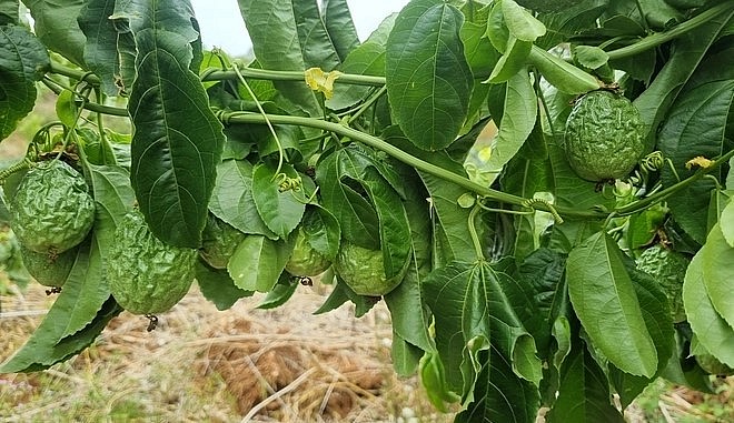 150 gốc chanh dây bị cắt giờ đã héo rũ, thiệt hại hoàn toàn.