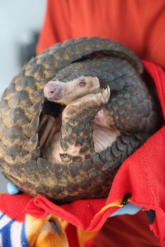 Cá thể tê tê vàng được cứu hộ. Ảnh: Vườn Quốc gia Cúc Phương