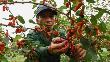 Ngoại thành Hà Nội đỏ rực mùa dâu chín thu tiền triệu mỗi ngày, vì sao khách Hàn Quốc lùng mua quả chín đen mọng?