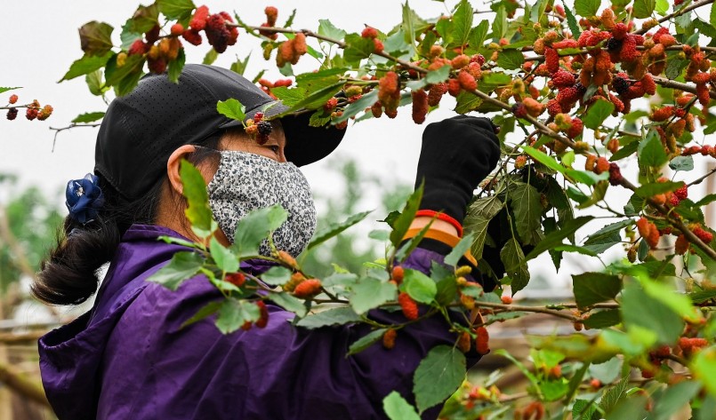 Từ giữa tháng 3 tới nay, trái dâu dần ngả màu và chín mọng, đó là lúc các chủ vườn tại đây bắt đầu một mùa thu hoạch.