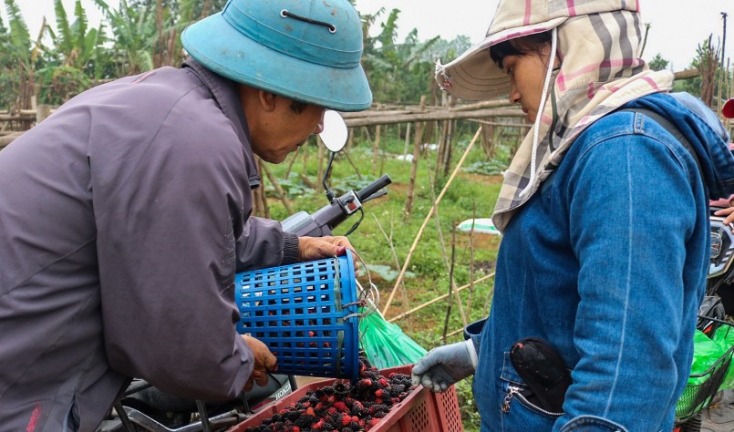 Chị Lan (quận Hoàng Mai) đến tận vườn thu mua 1 tạ dâu sau khi đã đặt trước. Không giống một số loại hoa quả khác, riêng giá dâu tằm càng về cuối vụ sẽ càng lên, vì không có hàng bán.