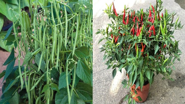 3 loại rau siêu dễ trồng, vừa ăn được lá vừa ăn được quả