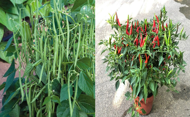 3 loại rau siêu dễ trồng, vừa ăn được lá vừa ăn được quả