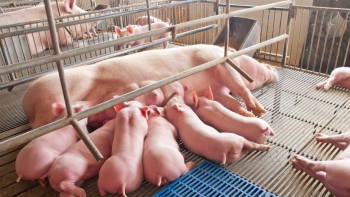 Giá heo hơi hôm nay (03/4) chưa thể thoát đáy 48.000 đồng/kg, hàng loạt trang trại tiền tỷ bỏ hoang