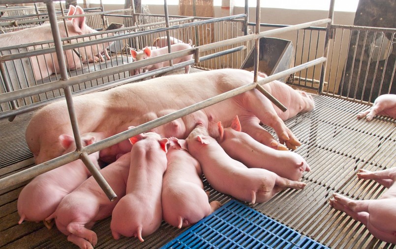 Giá heo hơi hôm nay (3/4) không ghi nhận biến động mới khi toàn thị trường đi ngang.