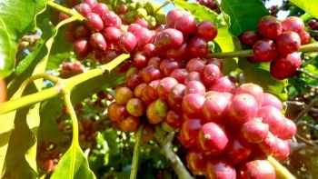 Giá nông sản hôm nay (03/4) cà phê biến động đà giảm chi phối, hồ tiêu hứng chịu thêm đợt giảm