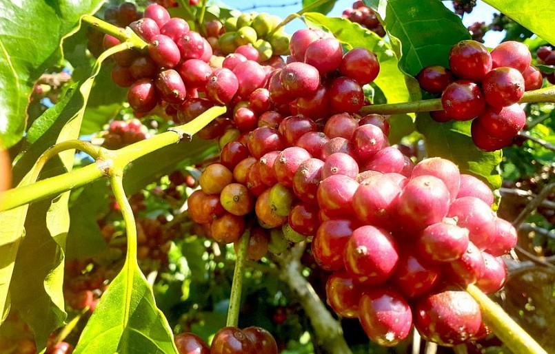 Giá nông sản hôm nay (03/4) cà phê tại thị trường thế giới biến động không đồng nhất. Giá nông sản hôm nay (03/4) cà phê tại thị trường thế giới biến động không đồng nhất.