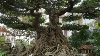 Làng cây cảnh lâu đời nhất Việt Nam, chăm siêu phẩm như rau, đụng đâu cũng cây tiền tỷ