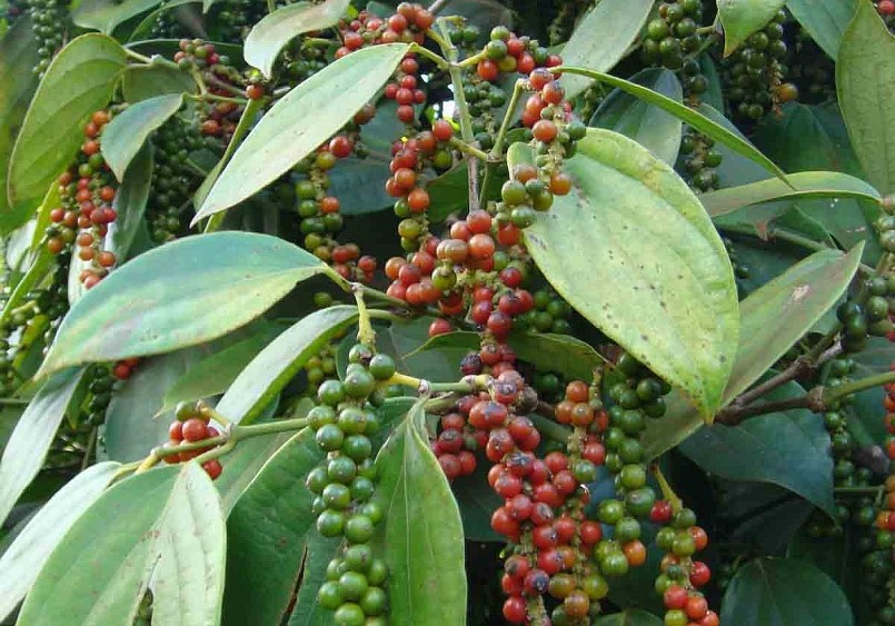 Giá nông sản hôm nay (03/4) hồ tiêu được kỳ vọng sẽ tăng mạnh vào cuối năm. Giá nông sản hôm nay (03/4) hồ tiêu được kỳ vọng sẽ tăng mạnh vào cuối năm.