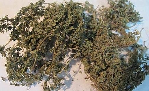 Cỏ sữa phơi khô