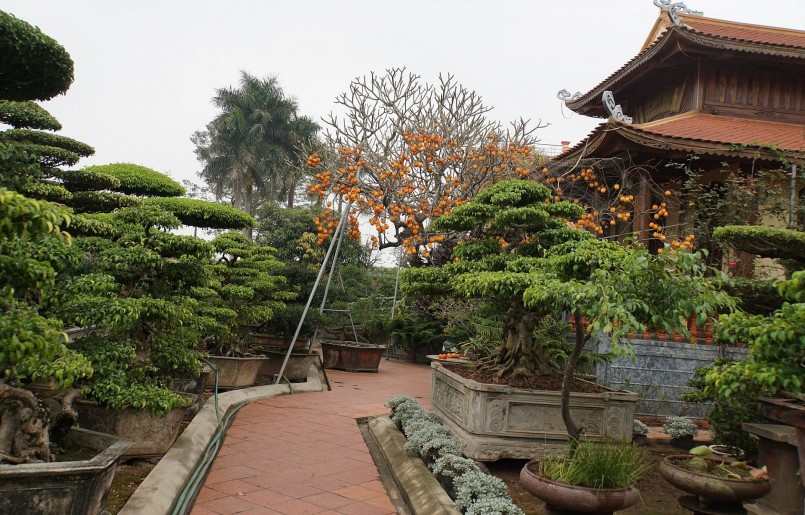 Cũng nhờ nghề trồng cây cảnh có thu nhập tốt mà ông Hòa sẵn sàng chi nhiều tỉ để xây dựng ngôi nhà theo thiết kế Nhật Bản. Cũng nhờ nghề trồng cây cảnh có thu nhập tốt mà ông Hòa sẵn sàng chi nhiều tỉ để xây dựng ngôi nhà theo thiết kế Nhật Bản.