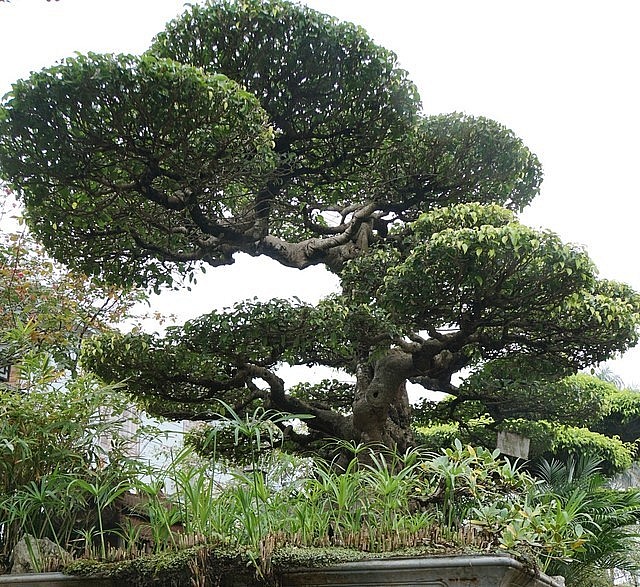 Làng Vị Khê nổi tiếng với nghề cây cảnh nơi tạo ra những bonsai tiền tỷ. Làng Vị Khê nổi tiếng với nghề cây cảnh nơi tạo ra những bonsai tiền tỷ.
