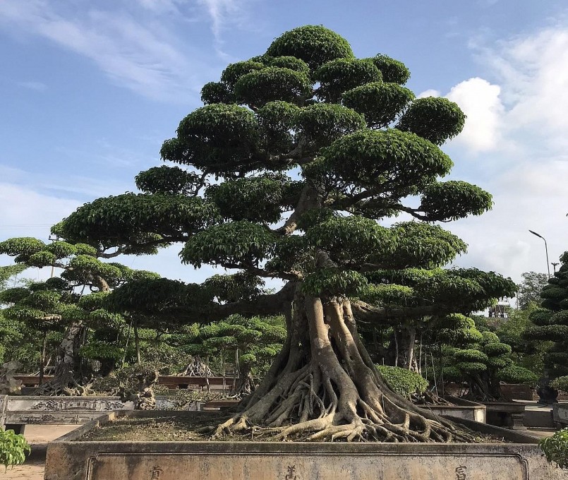 Nơi đây còn nổi tiếng là quê hương của cây sanh Nam Điền, giống sanh đắt đỏ nhất nước. Nơi đây còn nổi tiếng là quê hương của cây sanh Nam Điền, giống sanh đắt đỏ nhất nước.
