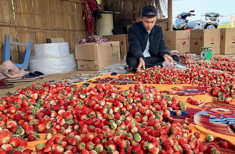 Giá dâu tây hiện xuống thấp, ở mức khoảng 20.000 đồng/kg, thậm chí có lúc chỉ còn 8.000 đồng/kg.
