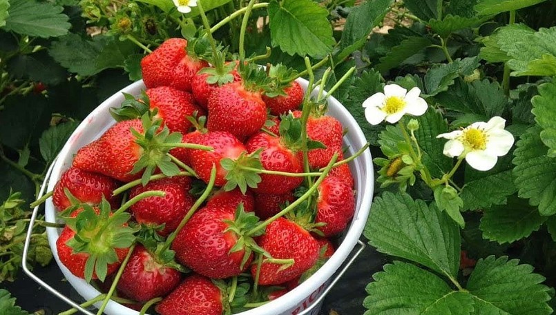 Hiện giá dâu tây thấp chưa từng thấy khiến người trồng chán nản vì thua lỗ.