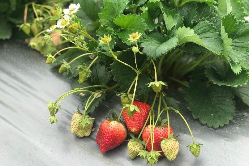 Dâu tây đến thời điểm thu hoạch thường chín nhanh nên phải thu hoạch ồ ạt dẫn tới dội chợ.