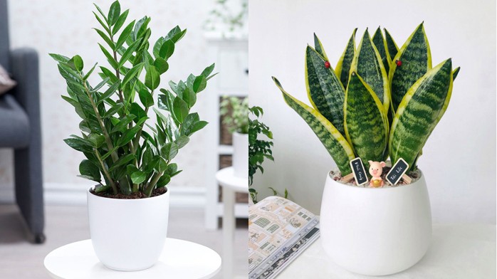 4 loại cây không mọc mầm, hãy dùng "thủ đoạn tàn nhẫn", chưa đầy 30 ngày chồi non mọc vỡ chậu