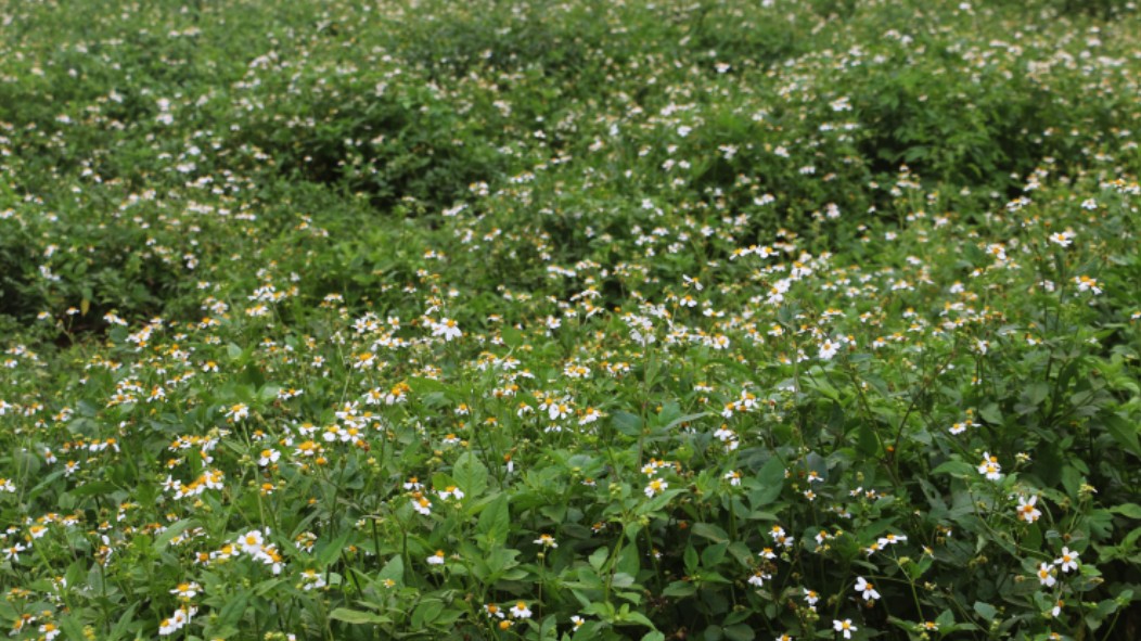 Công dụng ít người biết của cây đơn kim