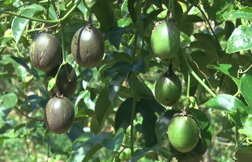 Chanh dây trồng xen trong vườn cà phê vẫn cho năng suất cao.