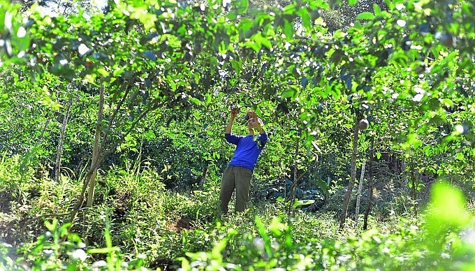 Mô hình trồng chanh dây xen cà phê giúp nhiều hộ dân xã Đạ Chais (huyện Lạc Dương, Lâm Đồng) cải thiện thu nhập, vươn lên làm giàu. 