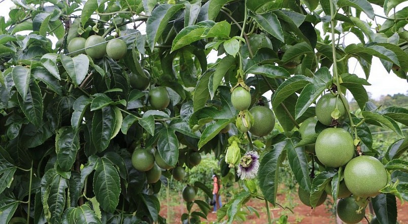 Cây chanh dây trồng xen trong vườn cà phê cho lợi ích kép.