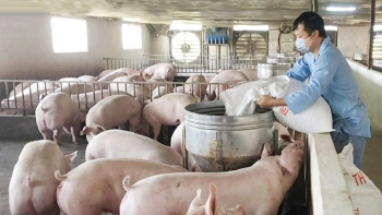 Giá heo hơi hôm nay (04/4) biến động dữ dội, mọi giải pháp sẽ vô nghĩa khi người nuôi heo vẫn thua lỗ