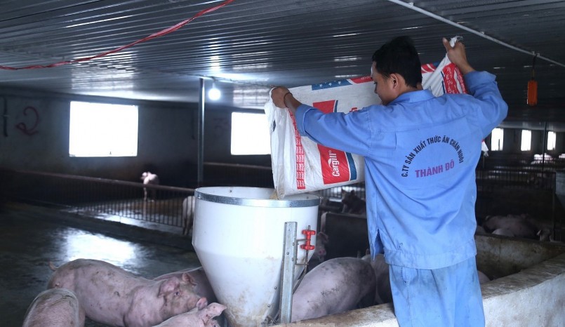 Giá heo hơi hôm nay (04/4) vẫn ở mức thấp, người chăn nuôi thua lỗ dù có nhiều giải pháp được áp dụng.