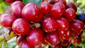 Giá nông sản hôm nay (04/4) cà phê khởi sắc chạm ngưỡng 49.000 đồng/kg, hồ tiêu tăng nhẹ