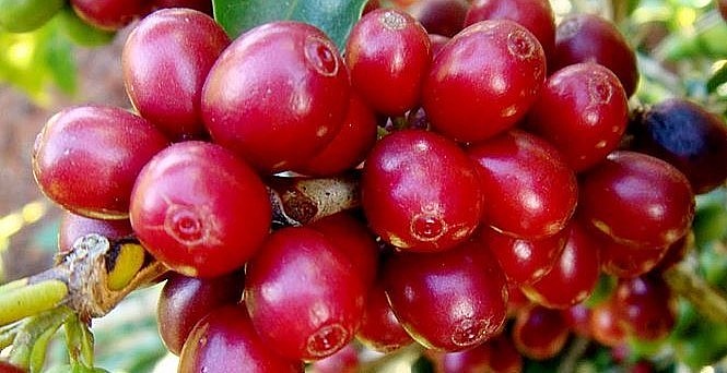 Giá nông sản hôm nay (04/4) cà phê sàn kỳ hạn khởi sắc hỗ trợ giá cà phê trong nước tăng 400 đồng/kg, hiện mức giá trung bình 48.800 đ/kg. 