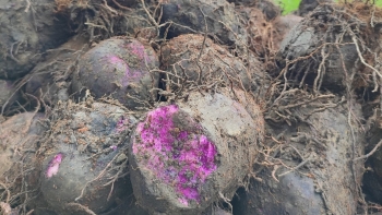 Khoai mỡ trên đất phèn được mùa giá tăng kỷ lục nông dân thu lãi 300 triệu/ha