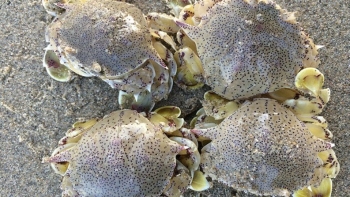 Loài hải sản sần sùi, xấu xí nhưng là đặc sản vừa ngon vừa bổ nổi tiếng Quảng Ngãi