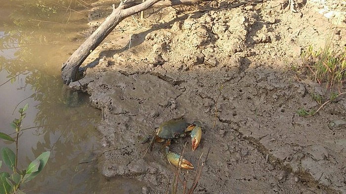 Cua biển Cà Mau lại xuất hiện tình trạng chết trên diện rộng