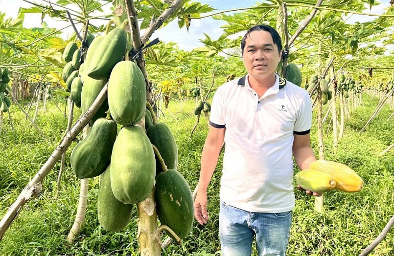 Anh Thức cho biết, đu đủ ruột vàng Long An dễ trồng, nhẹ công chăm sóc. Anh Thức cho biết, đu đủ ruột vàng Long An dễ trồng, nhẹ công chăm sóc.