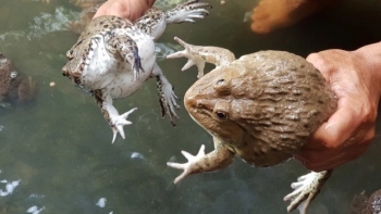 Giá ếch tăng cao kỷ lục, ếch VietGAP được nhà hàng săn lùng với giá 70.000 đồng/kg luôn cháy hàng